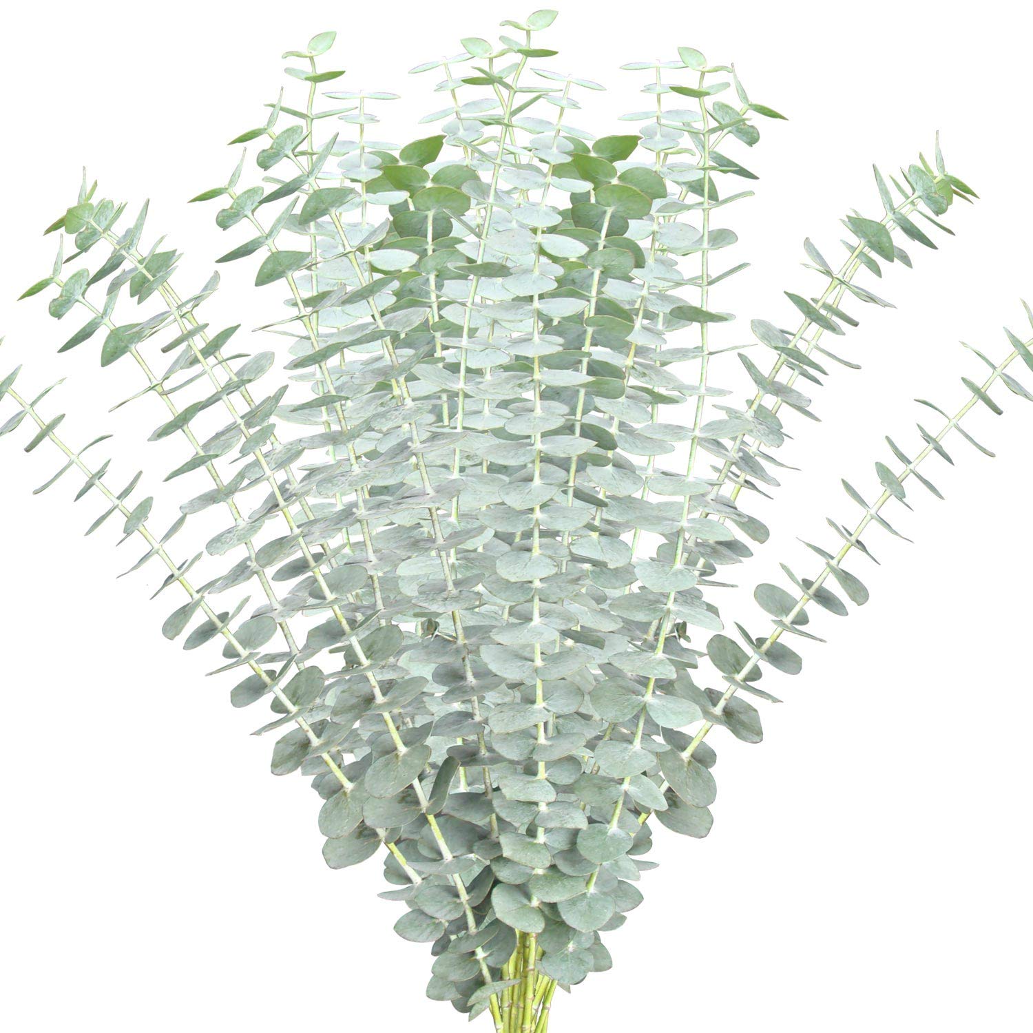 Baby Blue Eucalyptus