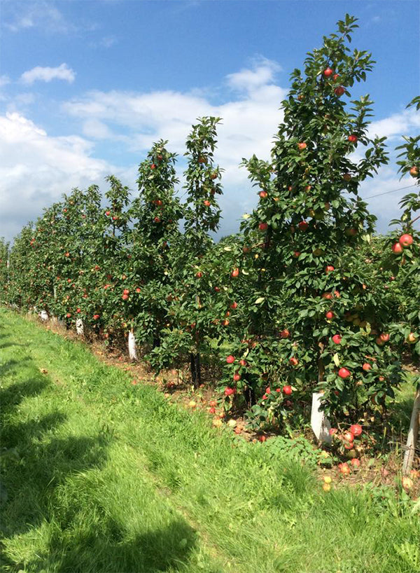 Fall Events in Rochester NY