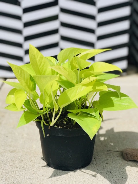 Houseplant Spotlight: Neon Pothos