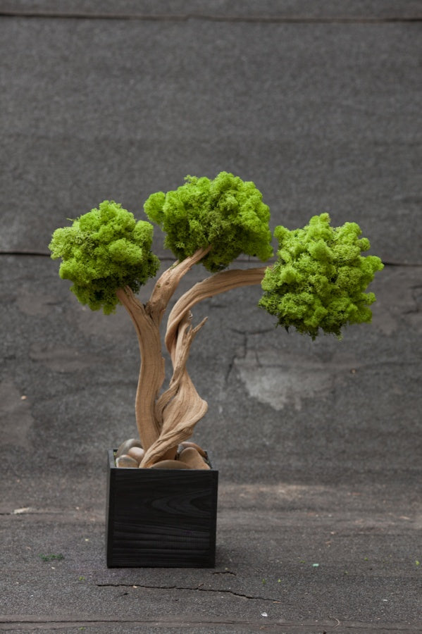 ideas drifting into my mind