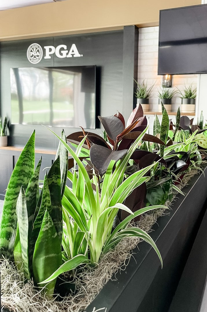 Plantscaping at the 2023 PGA Championship at Oak Hill Country Club. Plants Shown are snake plants, spider plants, rubber plants, and calathea. PGA logo can be seen in the background above a large screen tv.