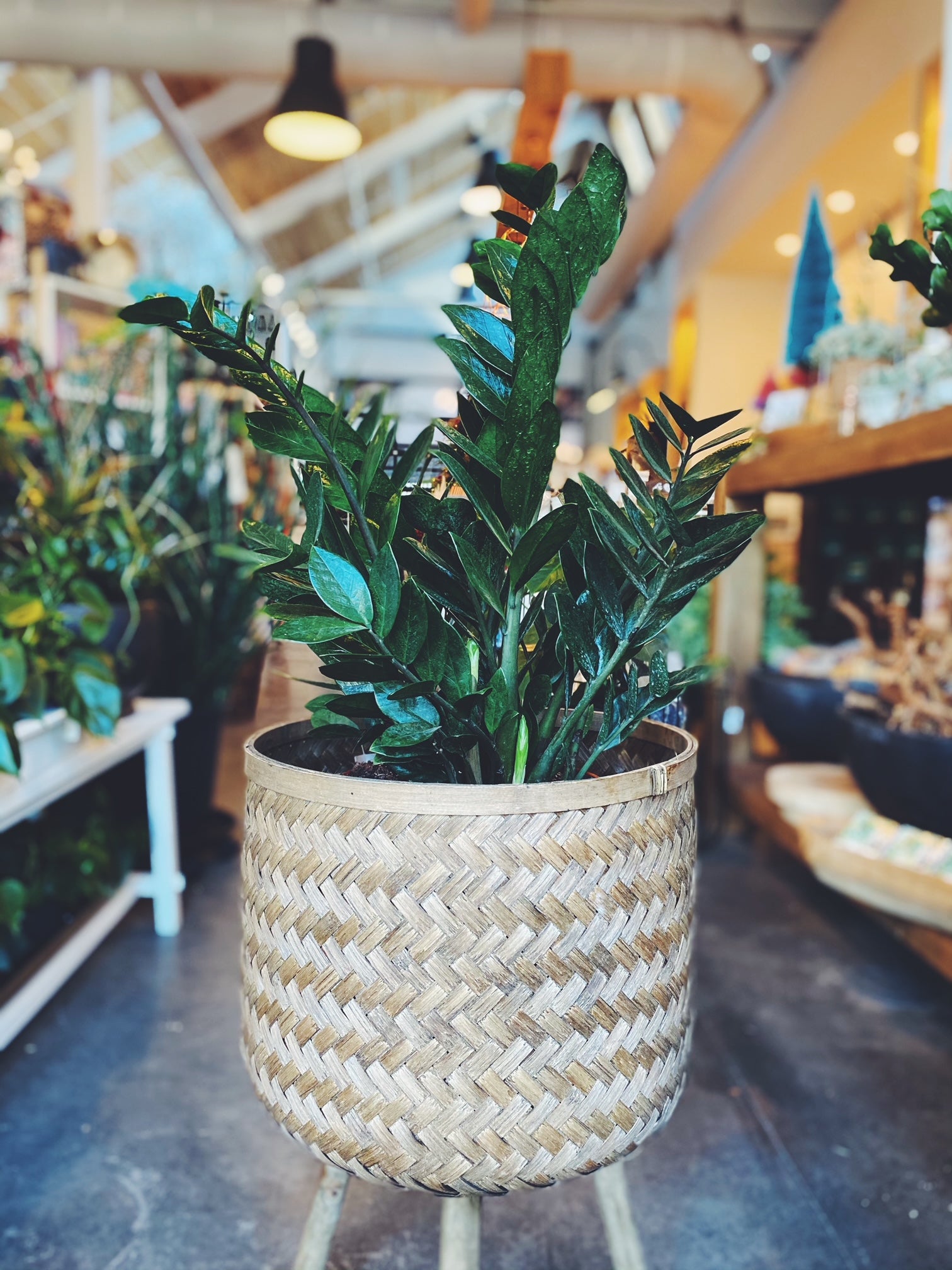 ZZ plant in a floor basket