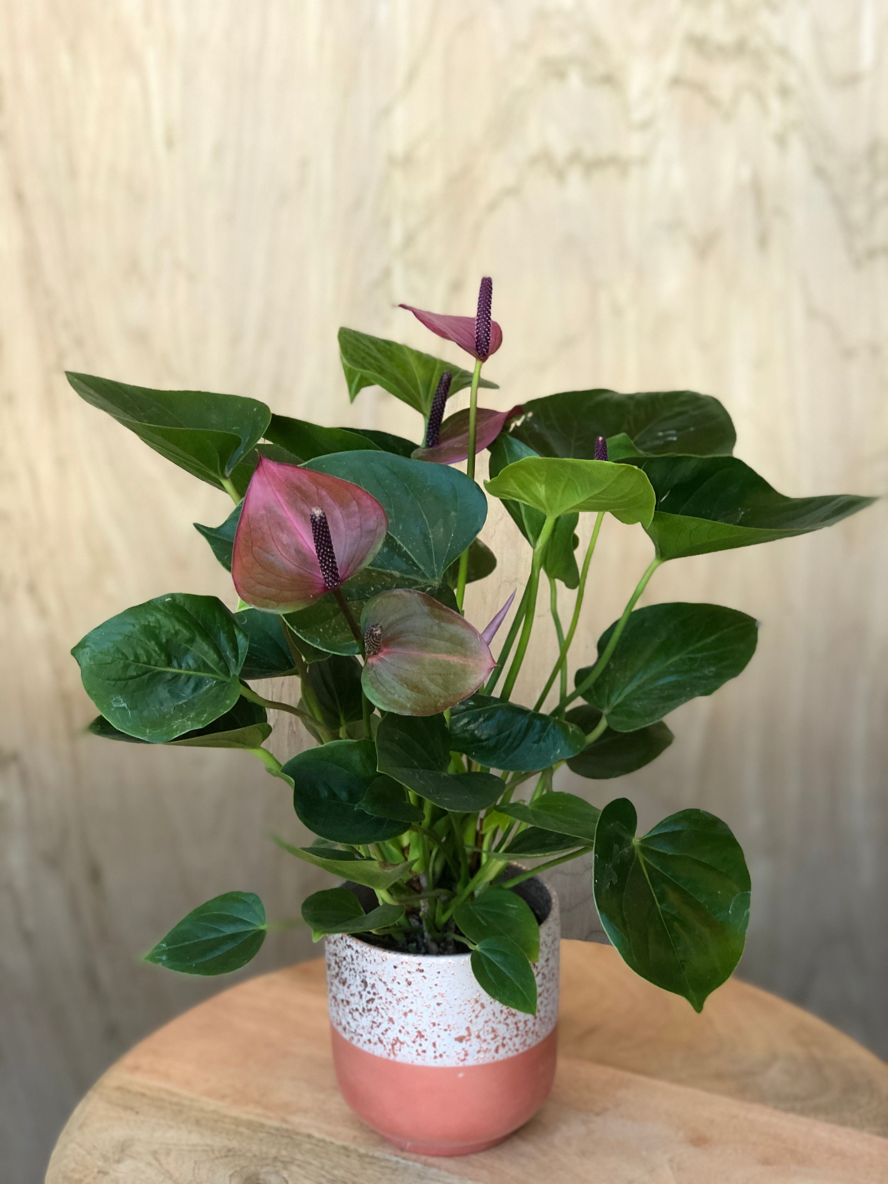 Let's talk about Anthurium! | Houseplant Spotlight