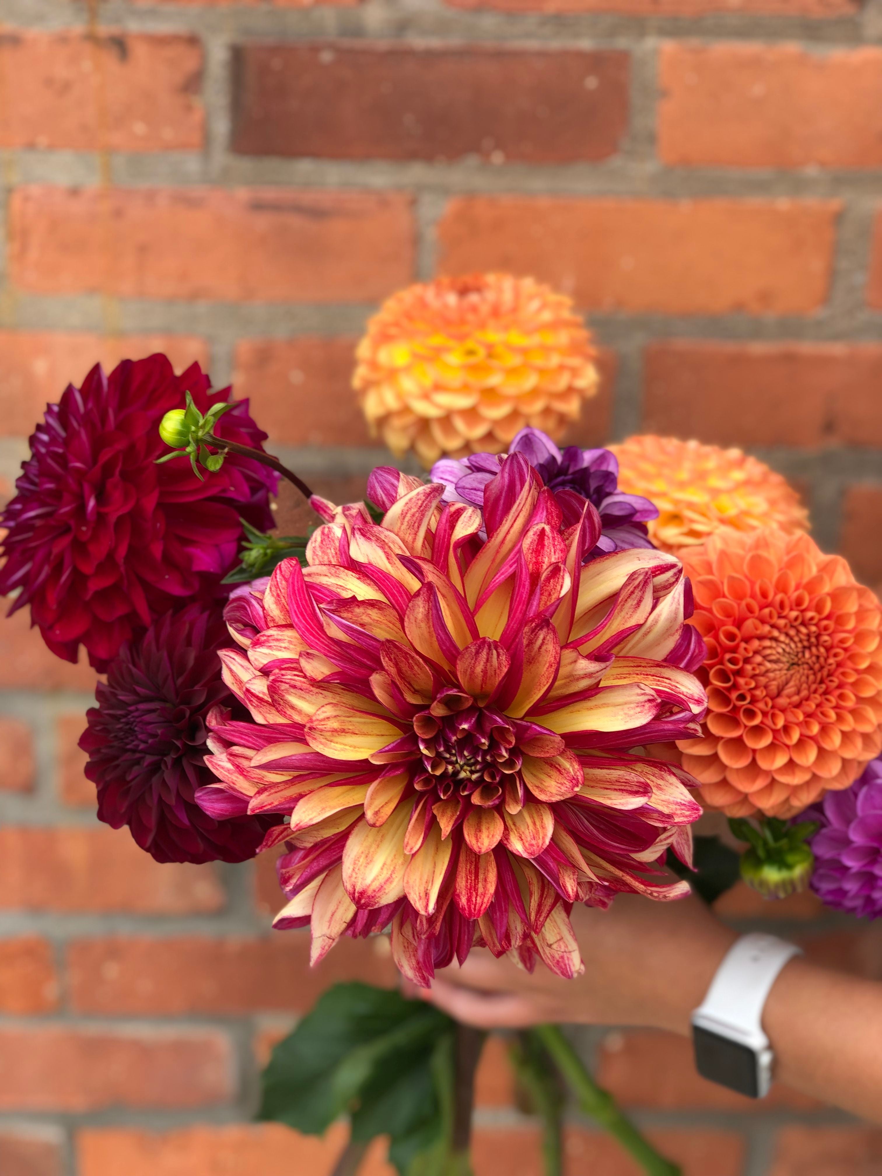Dahlias | Flower spotlight