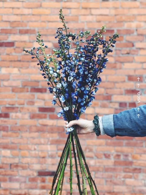 Delphinium | Flower spotlight