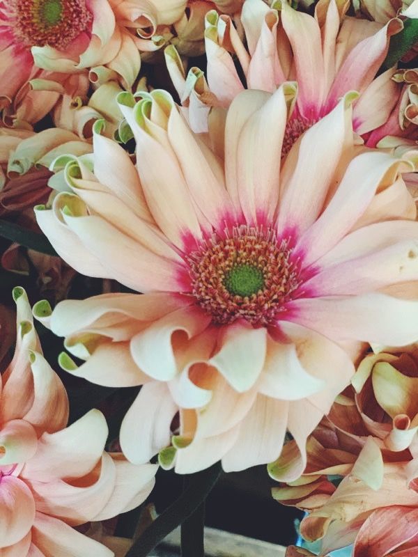 Gerbera Daisy | Flower Spotlight