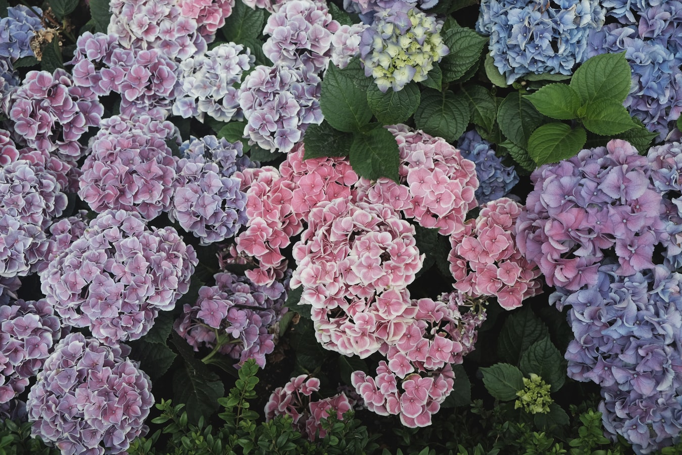 Did someone say hydrangea? | Flower Spotlight
