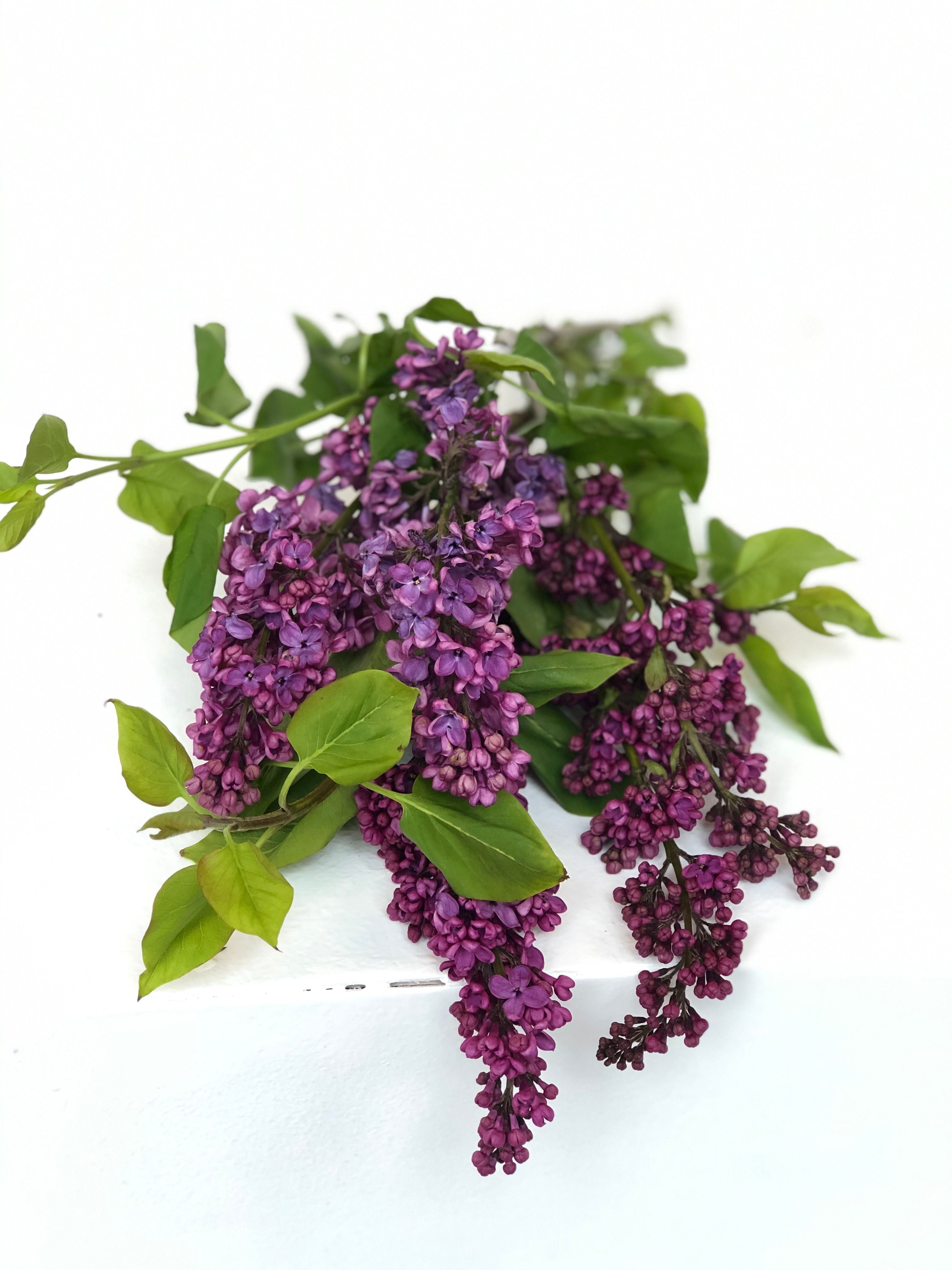 Lilac it a lot  | Flower spotlight