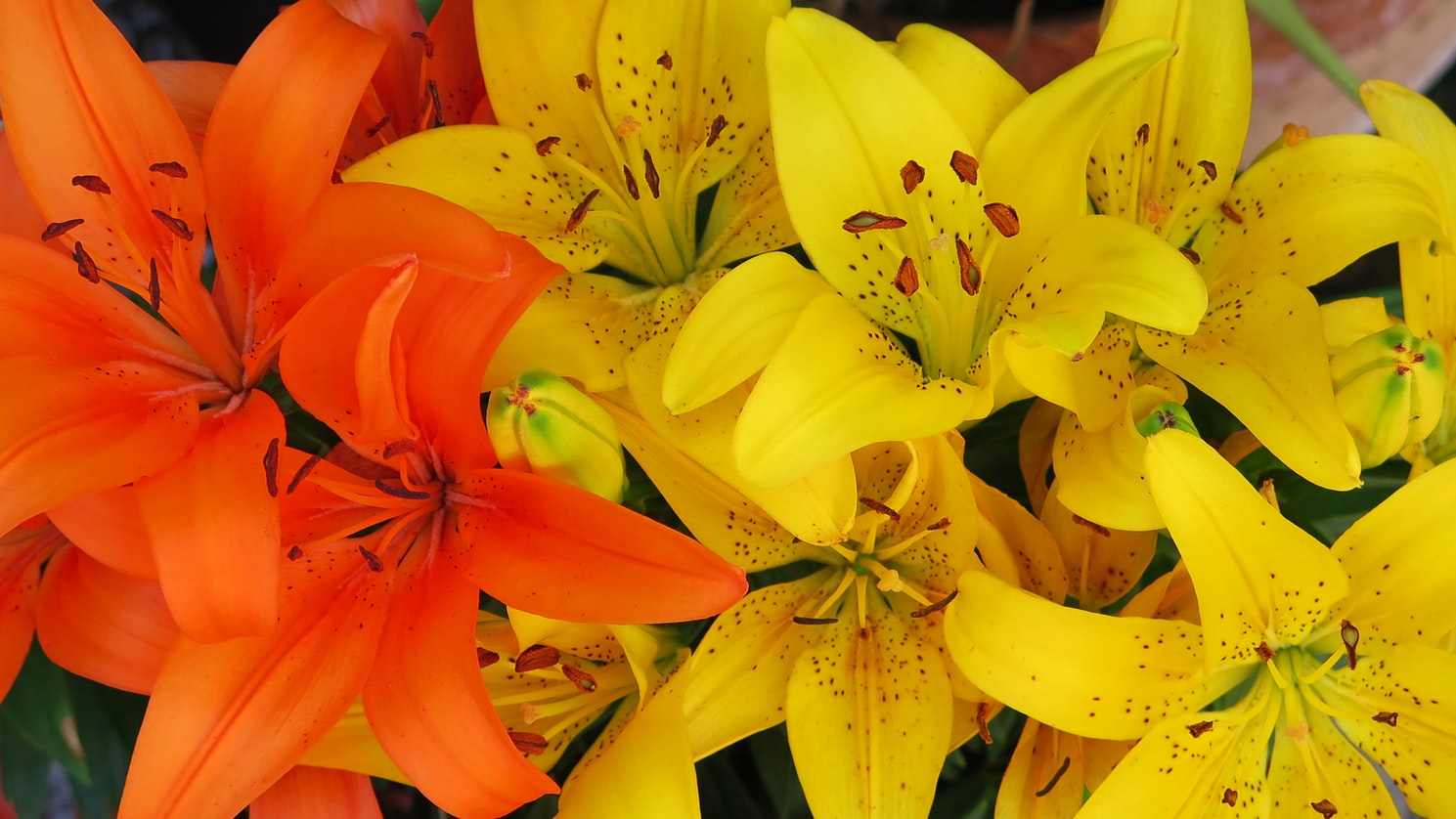Lilies | Flower Spotlight