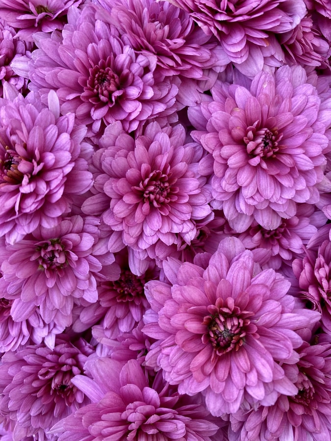 Mums | Flower Spotlight