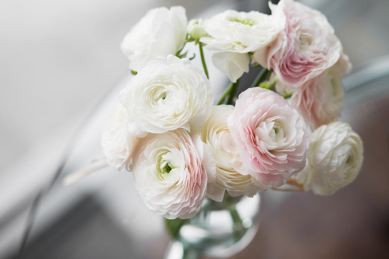 This is Ranunculus |  Flower spotlight