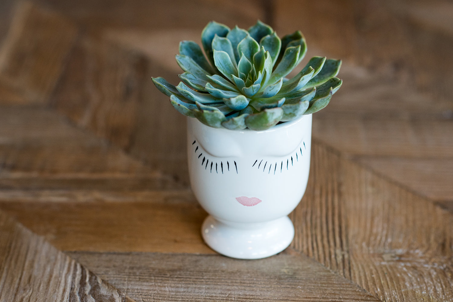 Plant + Everlasting Valentine's Day Gift Ideas