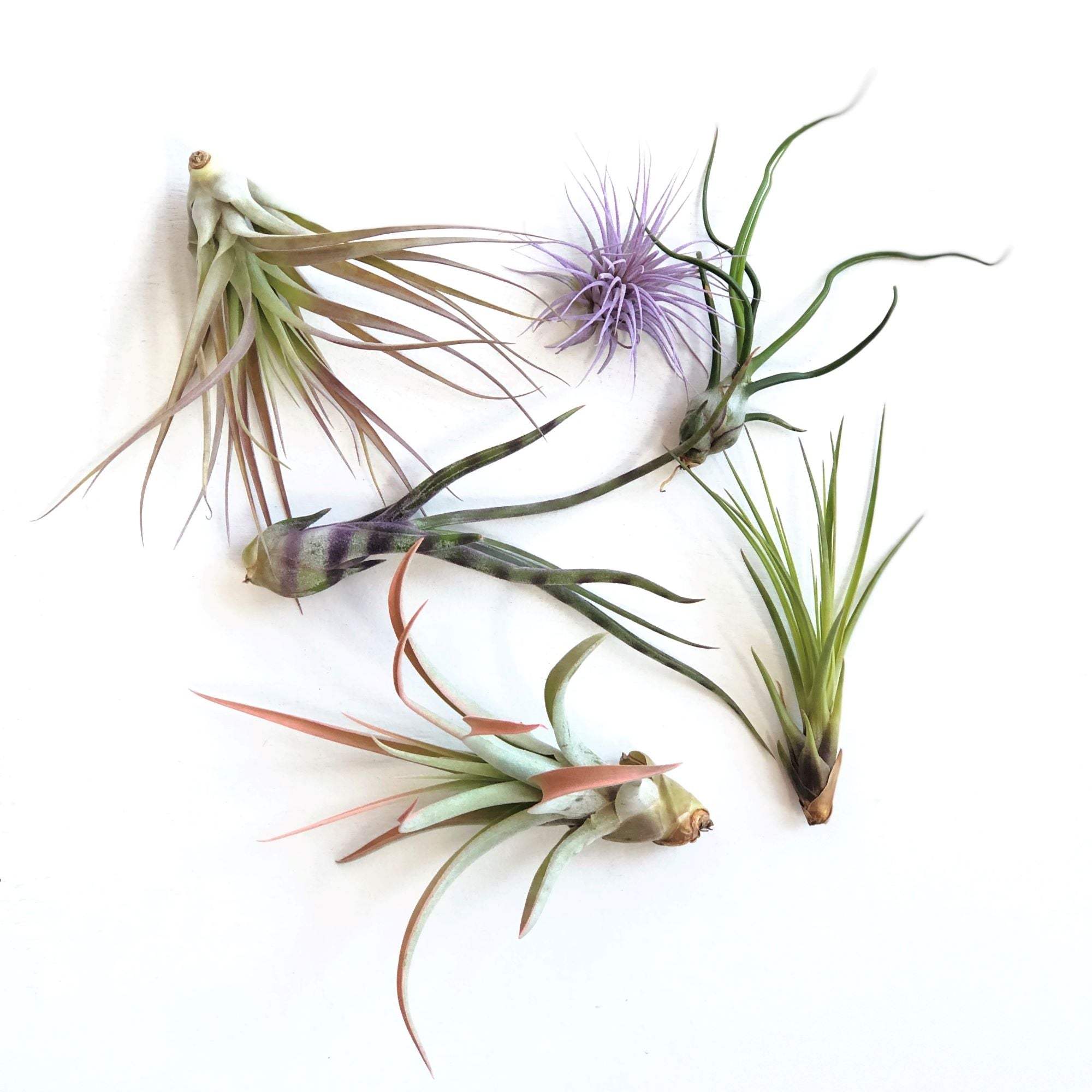 Air Plants