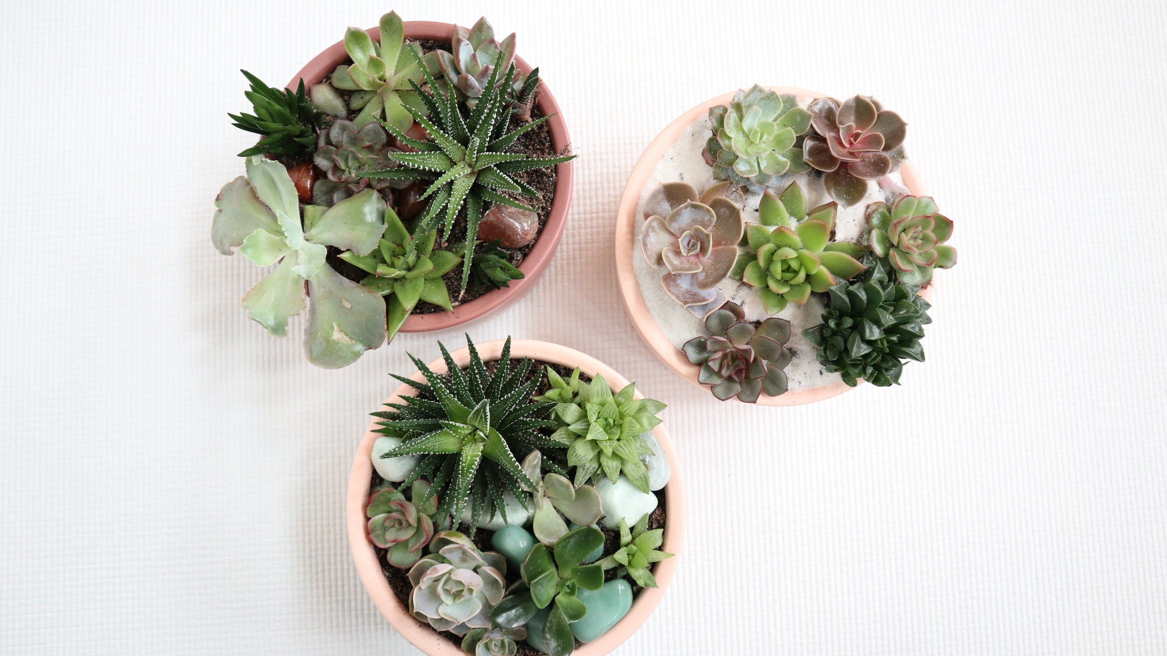 Plant Delivery photo of succulents in blush pots