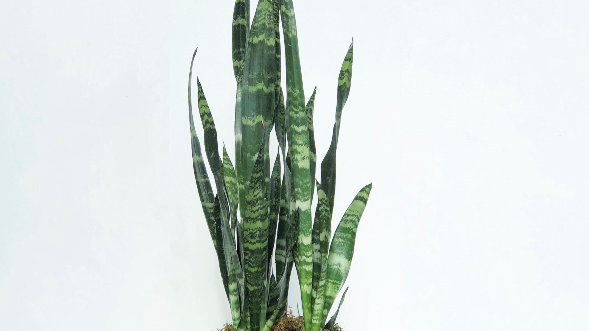 snake plant header image