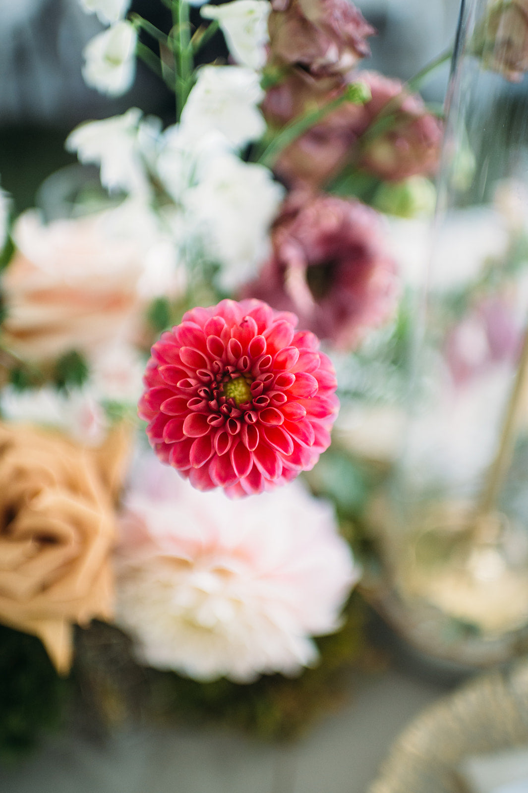 photo of a dahlia