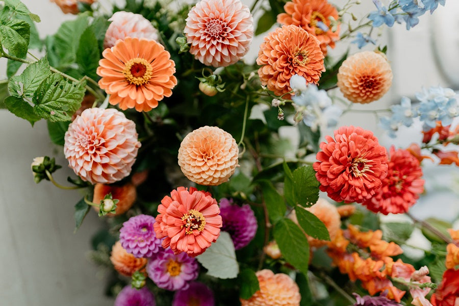 Flower image for Rochester Flower Delivery, showing dahlias and stock.