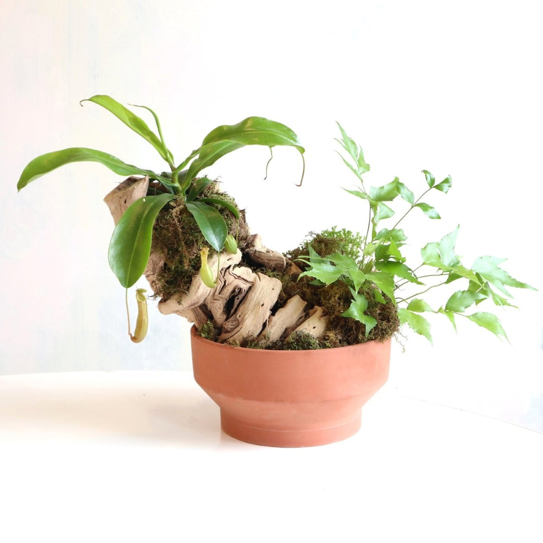 tropical plants with moss and wood planted into a terracotta pot.