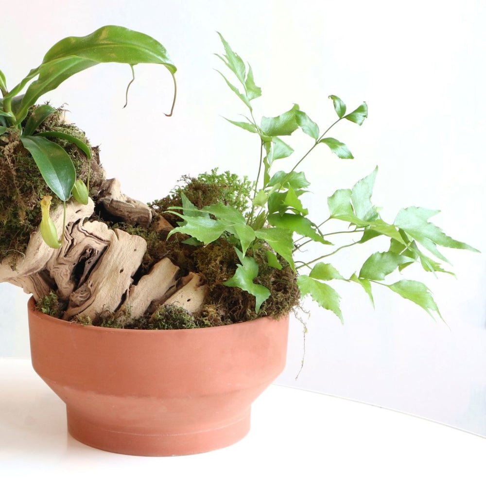 close up of tropical plants with moss and wood planted into a terracotta pot.
