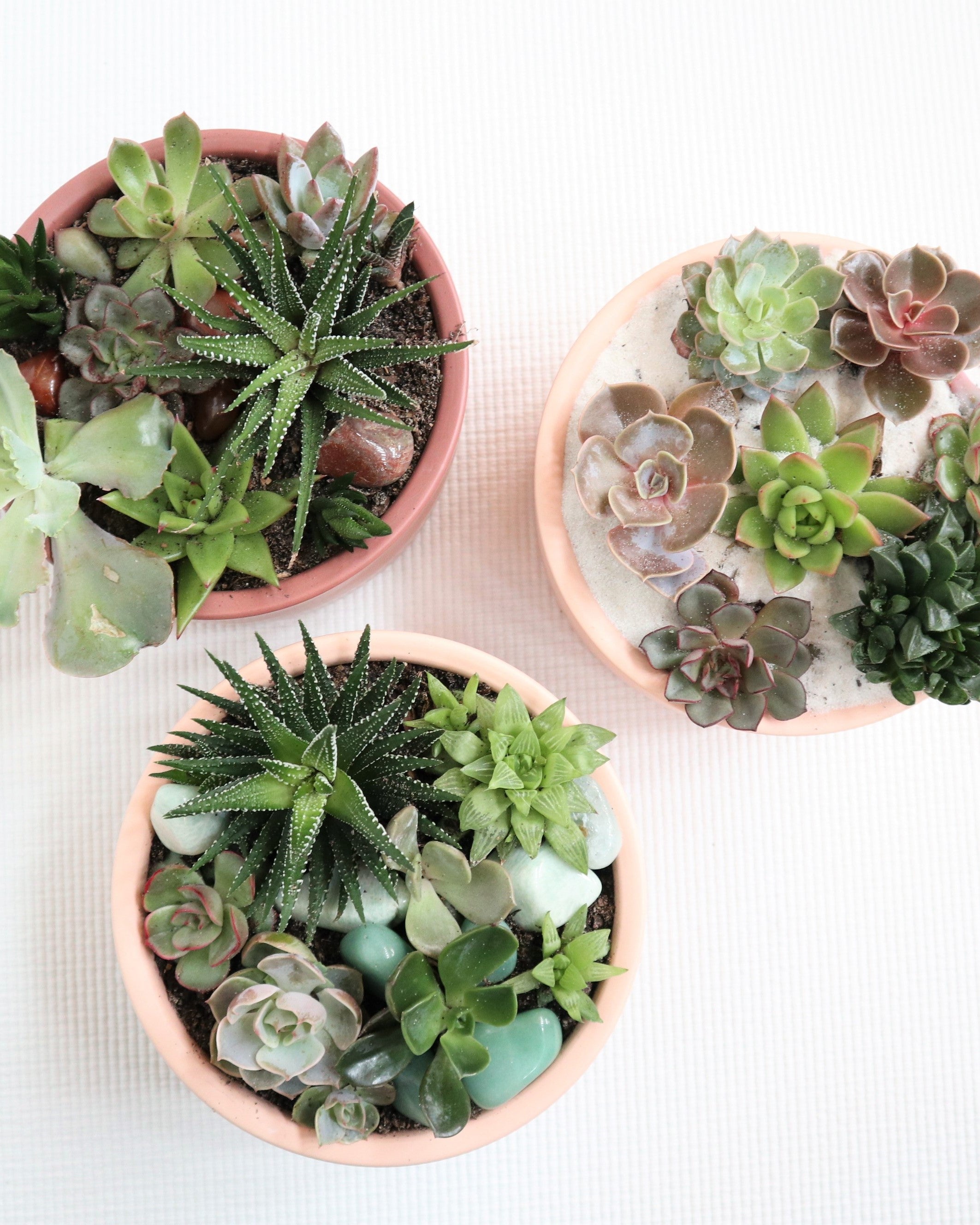 succulent gardens in blush planters