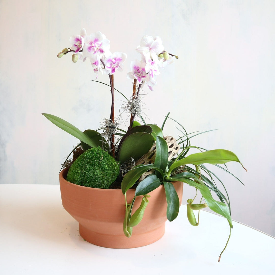 Tropical Tranquility | A miniature orchid in an orange terra cotta pot arranged with a variety of mosses and accent grasses/branching.
