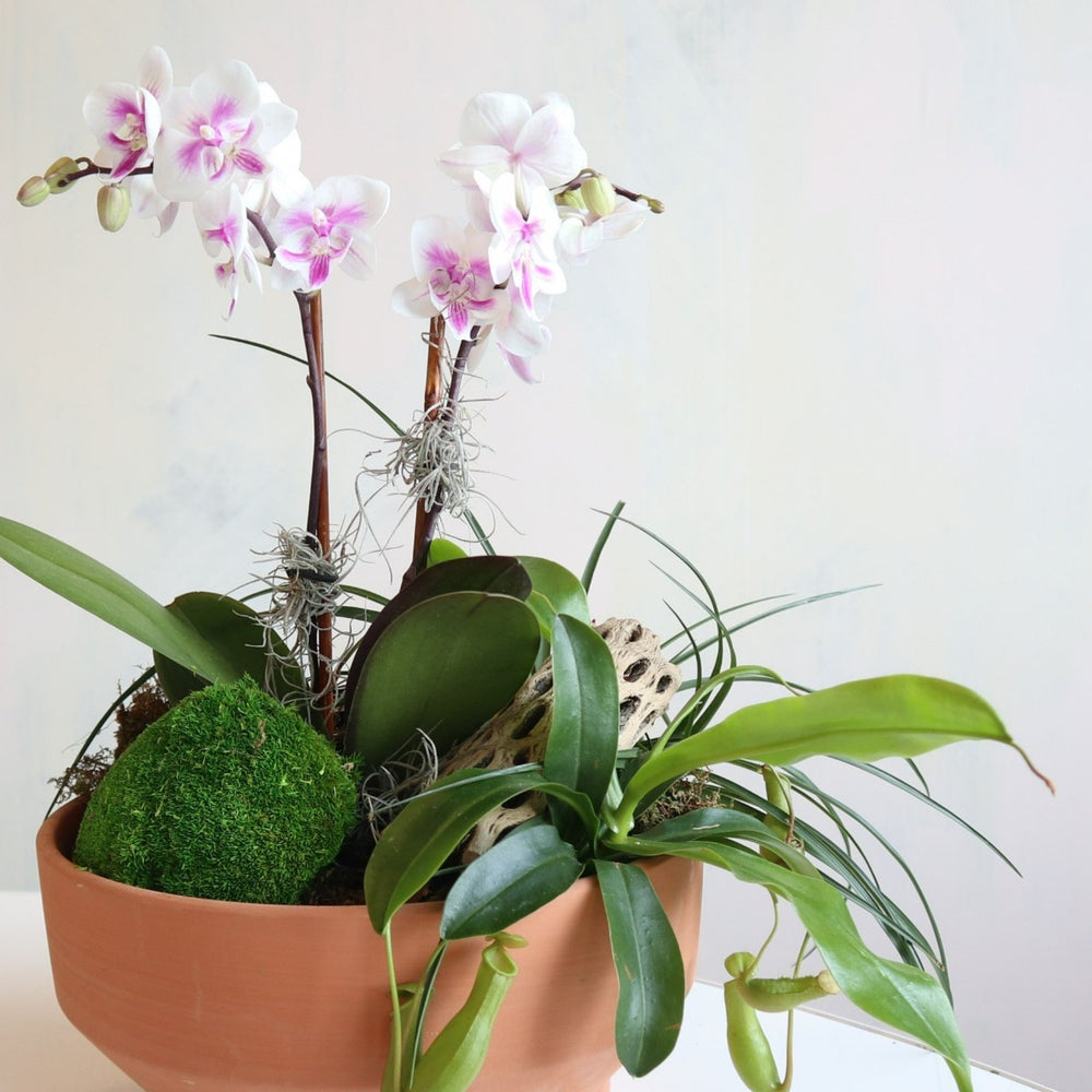 Tropical Tranquility | Close up on the miniature orchid with moss and branching accents in terra cotta pot.