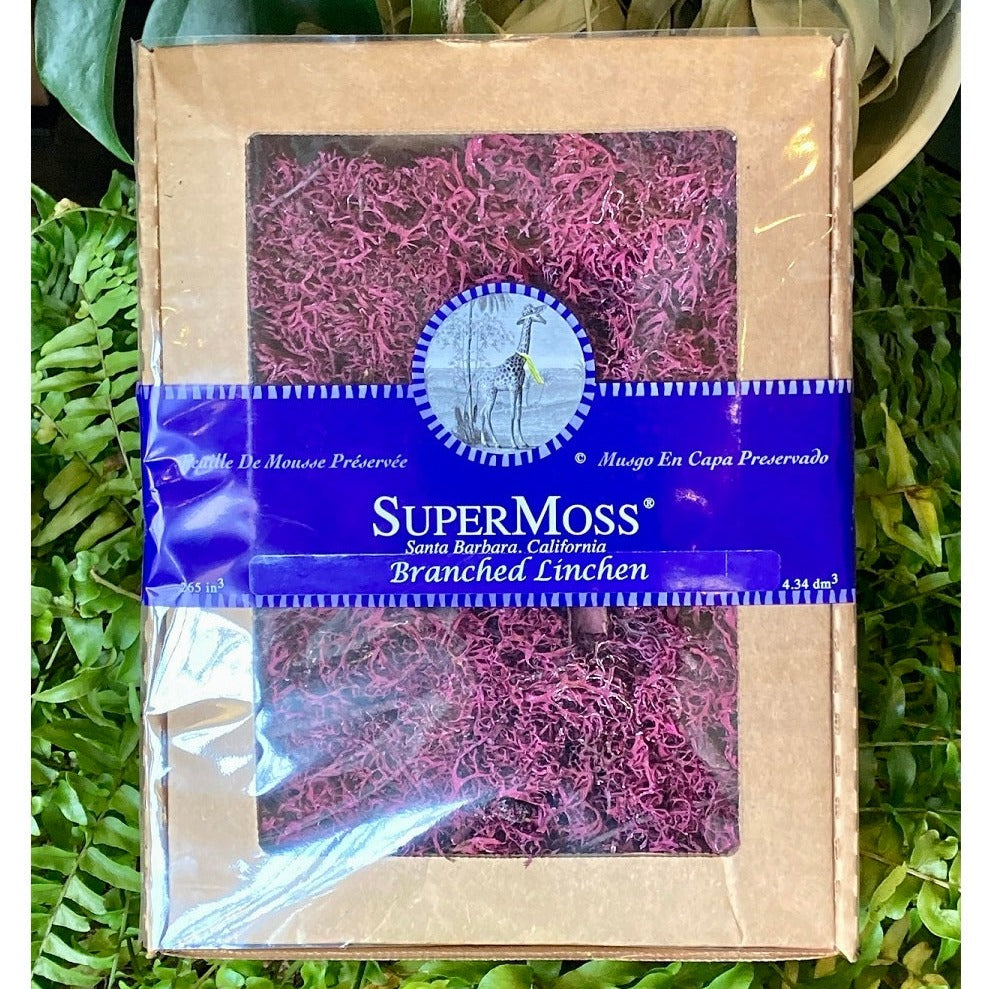 Burgundy Branched Linchen | SuperMoss | Package is cardboard with the moss peeking through and a purple band label. It reads "SuperMoss, Sand Barbara, Californina, Branched Linchen".