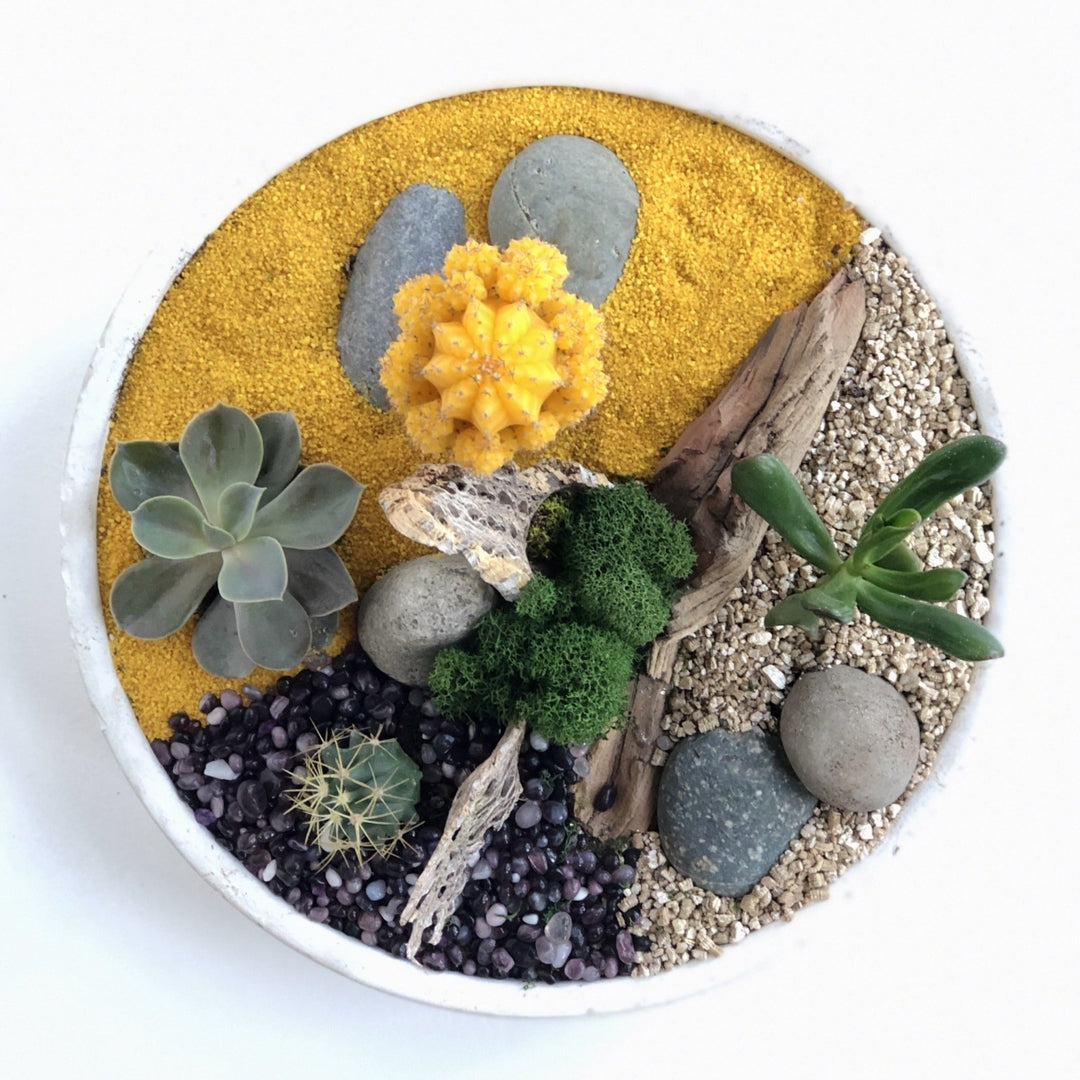 Cactus and Succulent Mixed Garden - STACY K FLORAL-houseplant Includes a grafted cactus, assorted succulents, sand, stones and other accents.  Houseplant