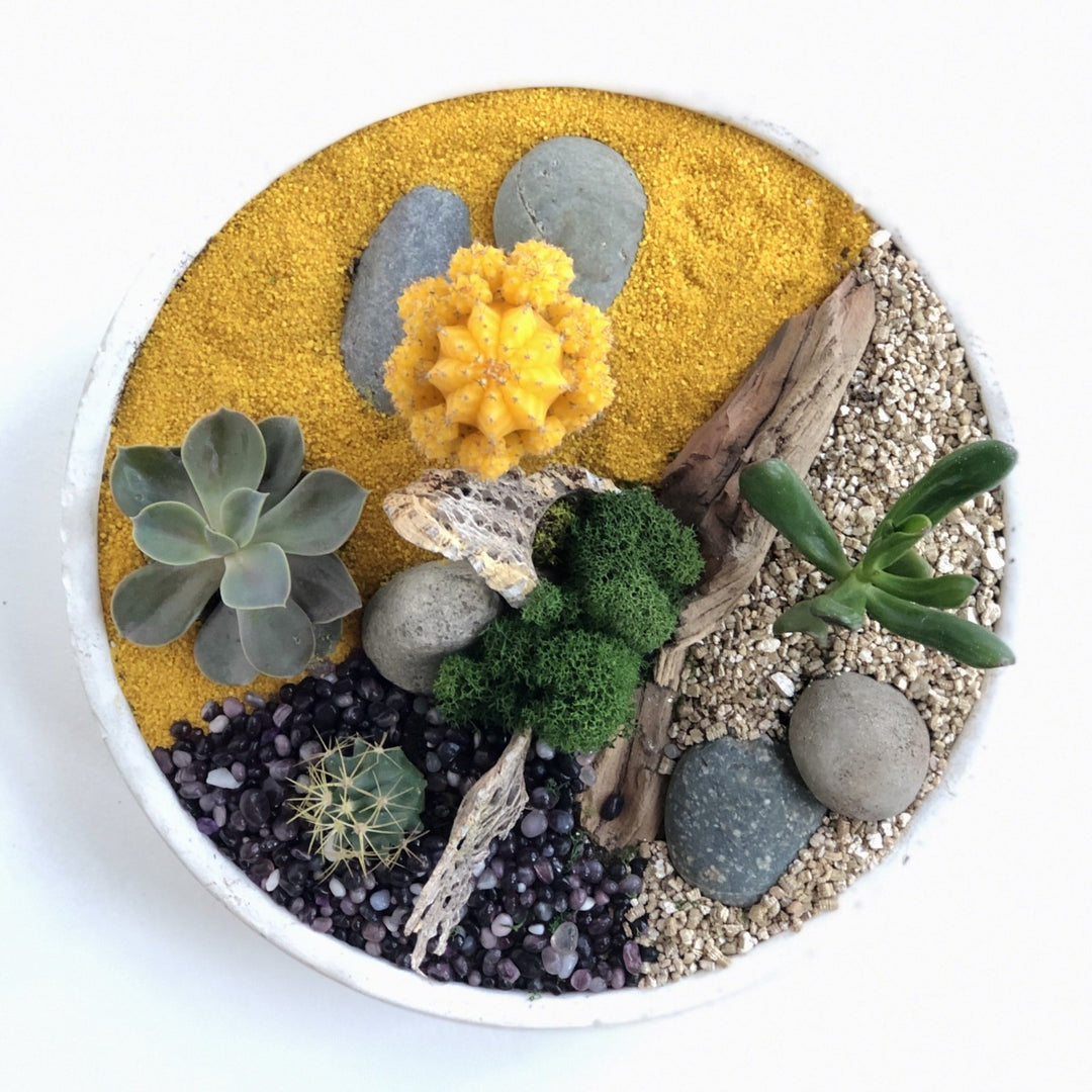 Cactus and Succulent Mixed Garden - STACY K FLORAL-houseplant Includes a grafted cactus, assorted succulents, sand, stones and other accents. Houseplant