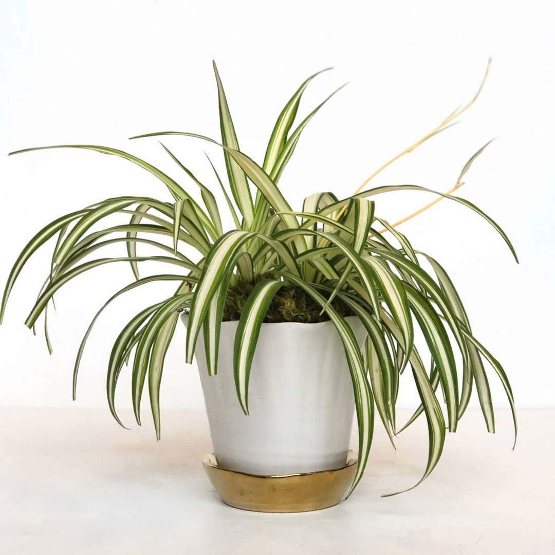 Spider Plant - STACY K FLORAL This easy to grow houseplant is the perfect addition to your home. Spider plants are known for long arching leaves and their air-purifying qualities. They are pet-friendly and ideal for houseplant beginners!