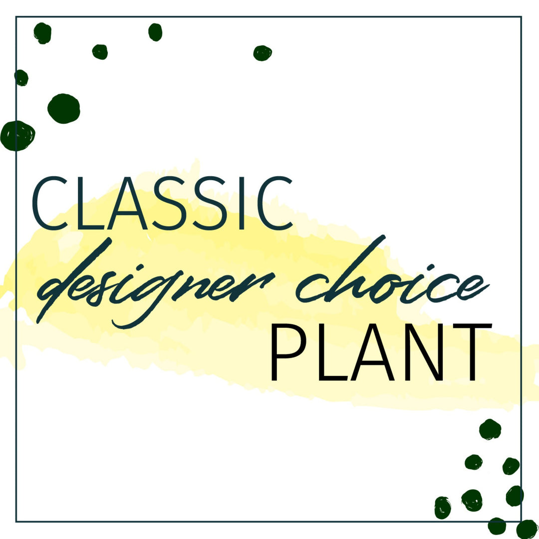 Designer's Choice Classic Plant Houseplant - STACY K FLORAL Looking to send a plant but not sure what? Let our design team select for you based on your monetary preference. Our studio is full of houseplants at all times and it's hard to keep everything on the site.