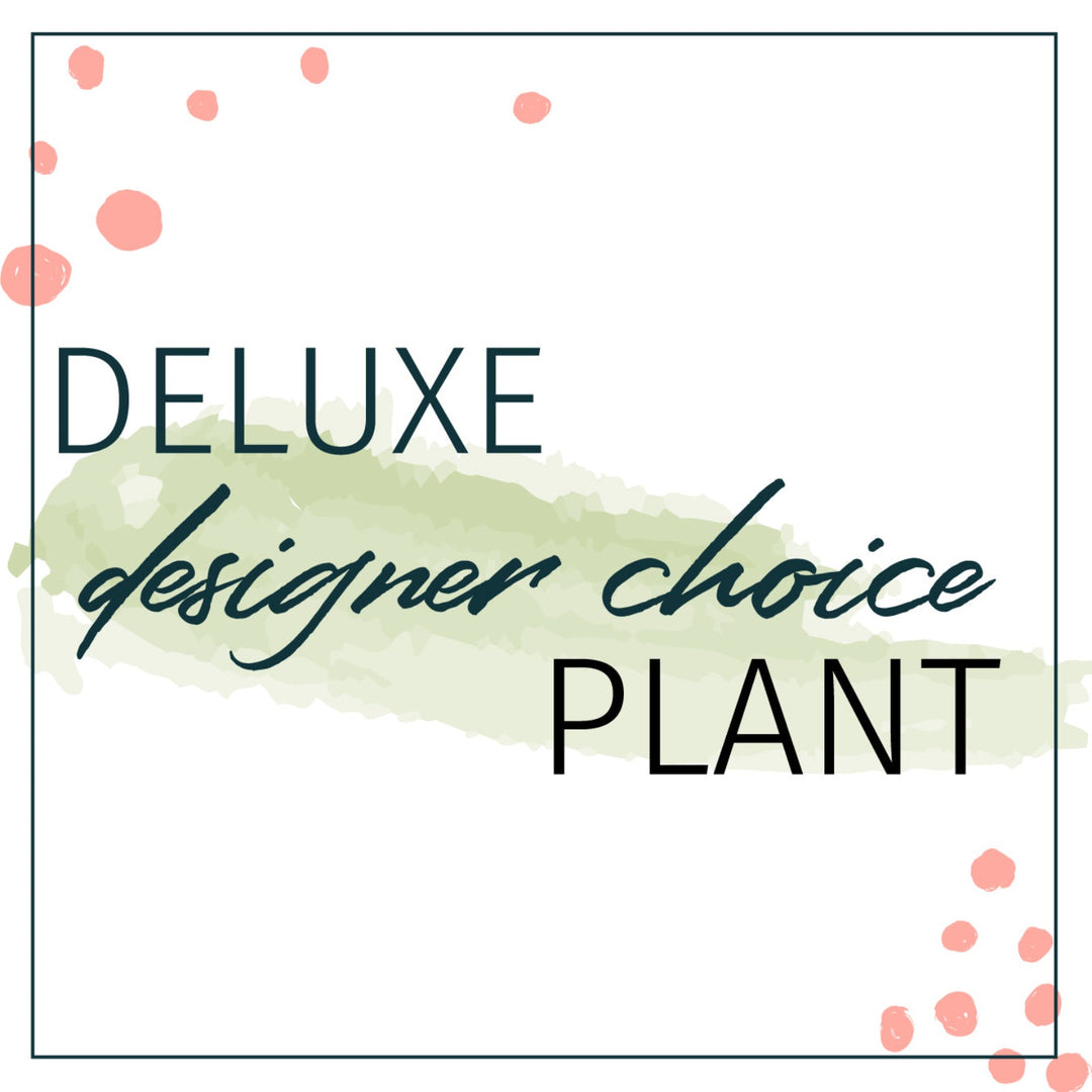 Designer's Choice Deluxe Plant Houseplants - STACY K FLORAL Looking to send a plant but not sure what?  Let our design team select for you based on your monetary preference.  Our studio is full of houseplants at all times and it's hard to keep everything on the site. 