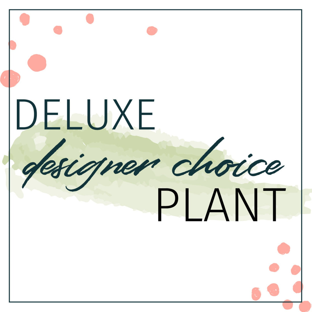 Designer's Choice Deluxe Plant Houseplants - STACY K FLORAL Looking to send a plant but not sure what? Let our design team select for you based on your monetary preference. Our studio is full of houseplants at all times and it's hard to keep everything on the site.