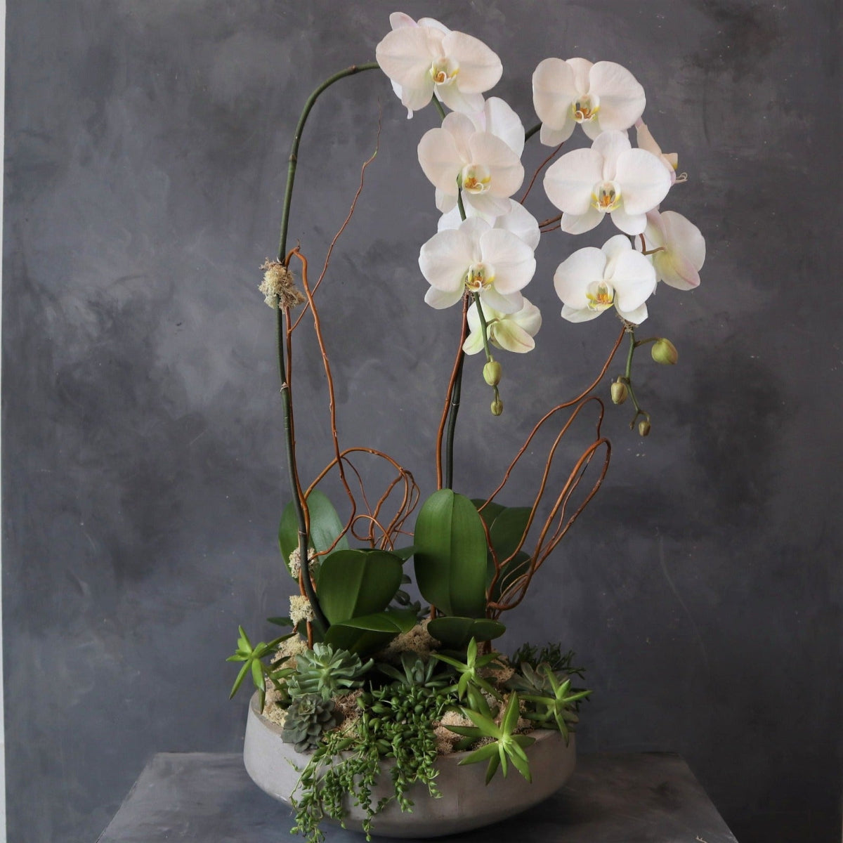 can succulents grow in orchid mix Deluxe Succulent Garden with Orchids | Luxury Plants