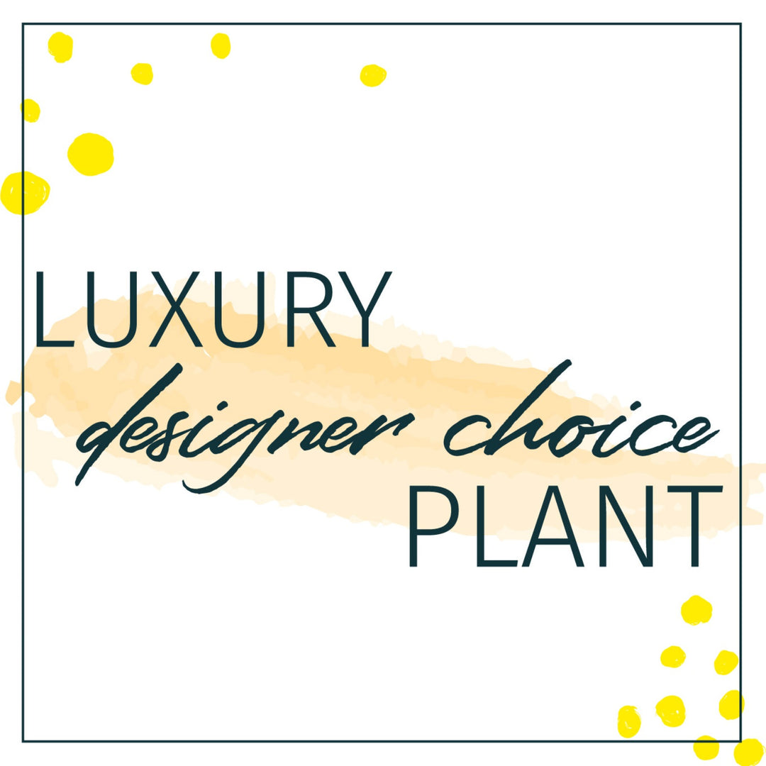 Designer's Choice Luxury Plant Houseplants - STACY K FLORAL Looking to send a plant but not sure what? Let our design team select for you based on your monetary preference. Our studio is full of houseplants at all times and it's hard to keep everything on the site.