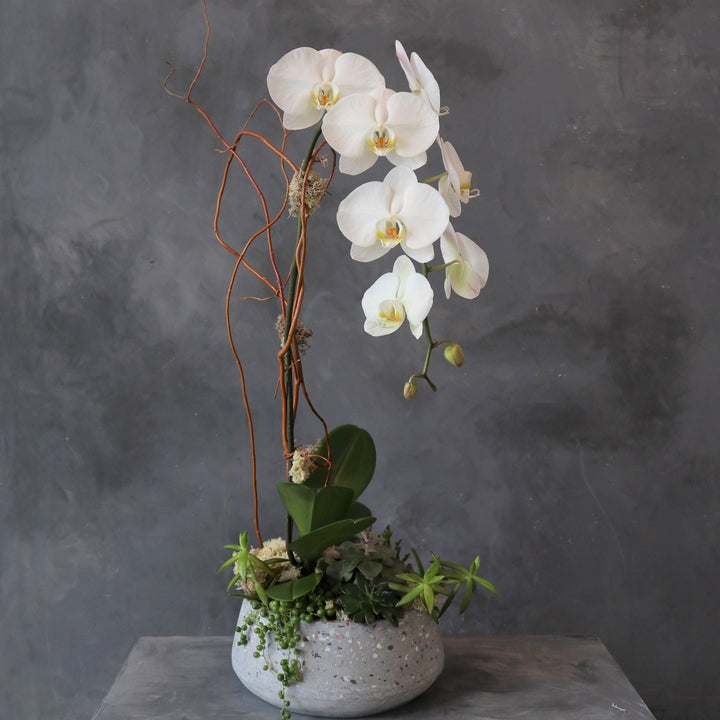 White single orchid plant with a succulent base in a ceramic container.  Houseplant Delivery Rochester NY | Rochester NY Florist