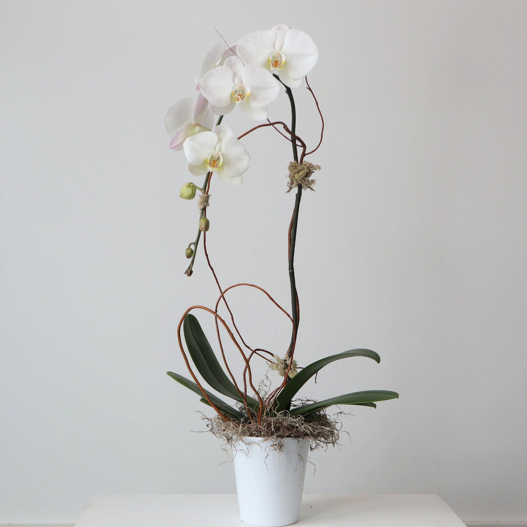 White orchid planted in white pot with spanish moss, and bent willow branches.