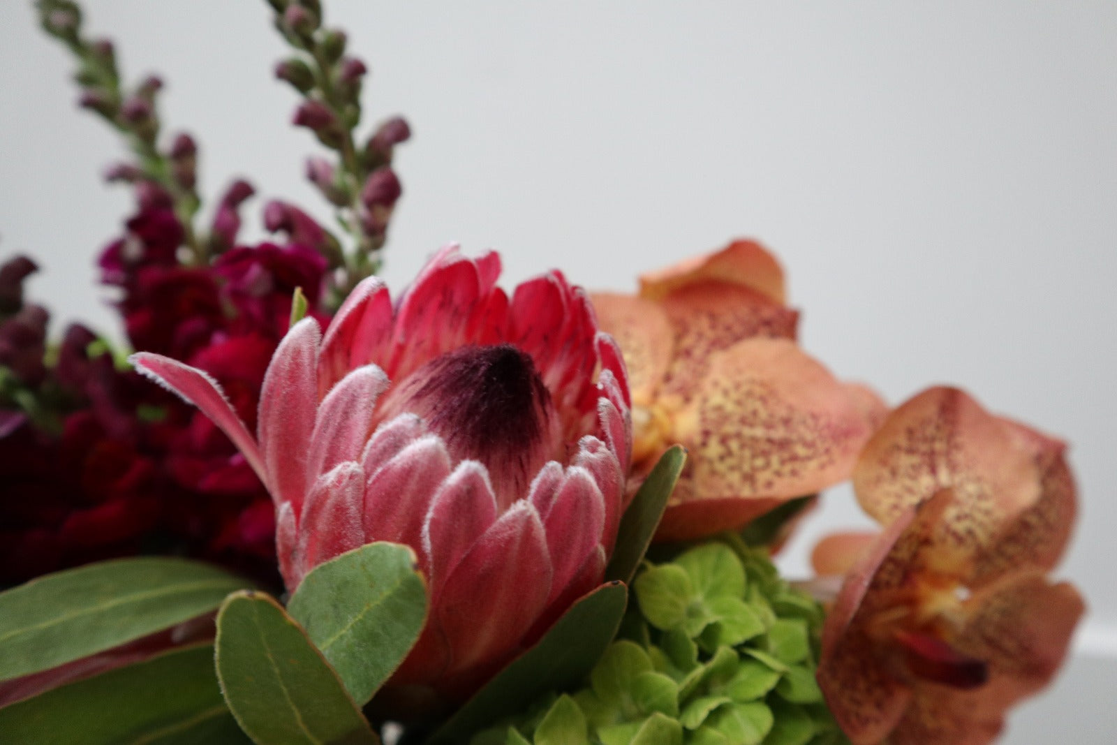 Protea with orchids and hydrangea and snapdragons in the back ground. Rochester NY Florist