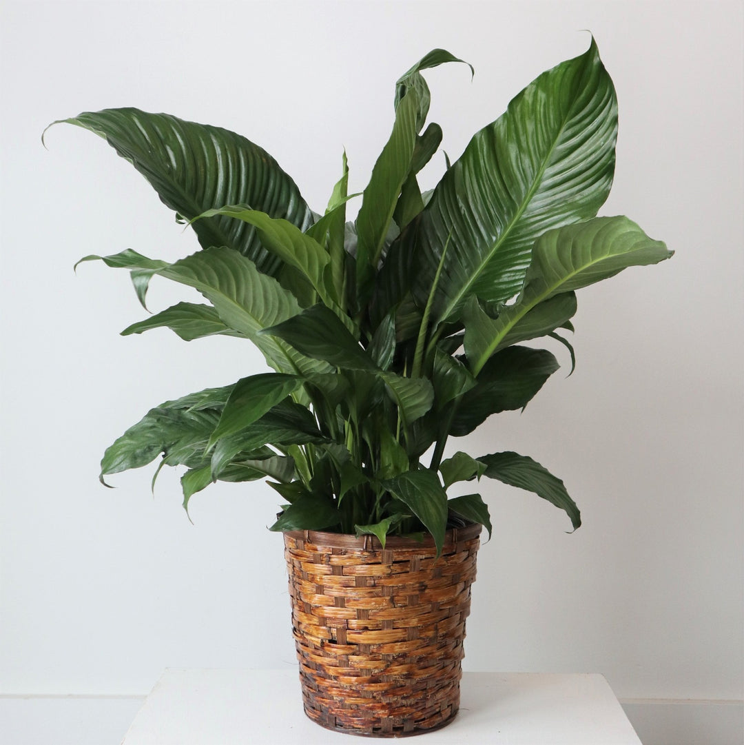 Peace lily plant in a basket pot, photo taken against a white background.