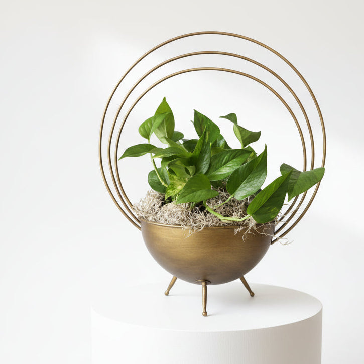 pothos planter Stacy K Floral