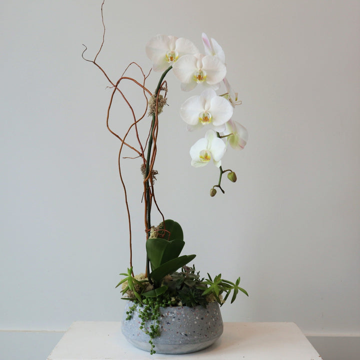 White single orchid plant with succulent base in ceramic container with white background. Rochester NY Flower Delivery | Rochester NY Plant Delivery
