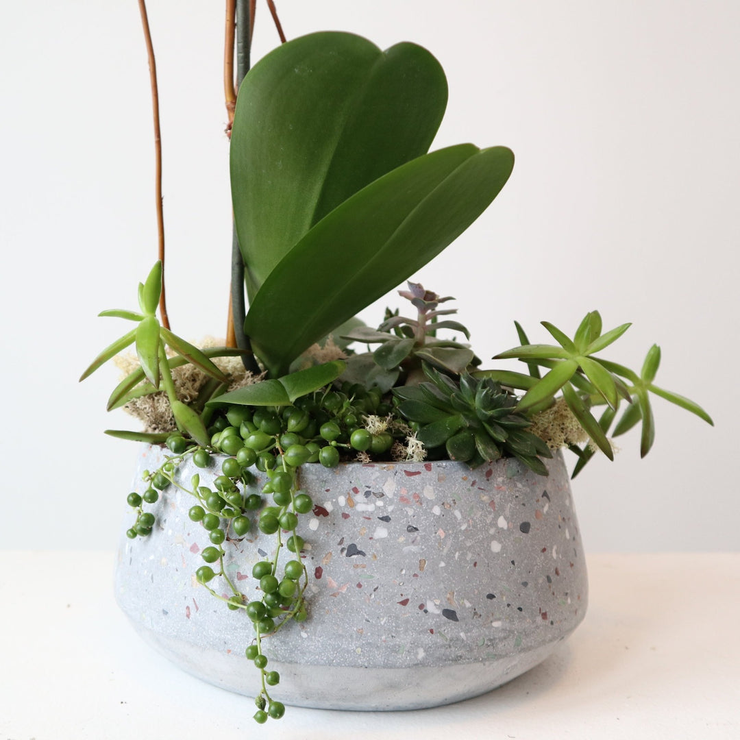 Succulent Garden with orchid delivery by a Rochester NY Florist