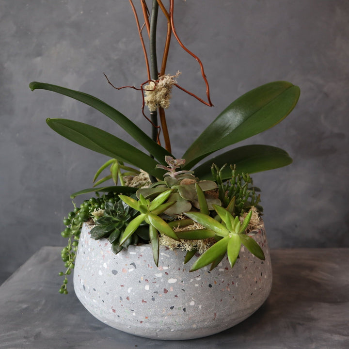 Close up of the succulents in the orchid succulent dish garden. Houseplants Rochester | Orchid plants Rochester
