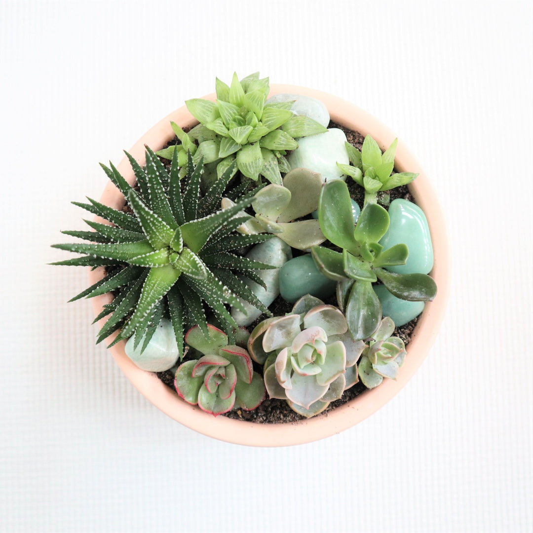 Succulent garden with a variety of succulents. With crystals accenting the garden in a pink pot.