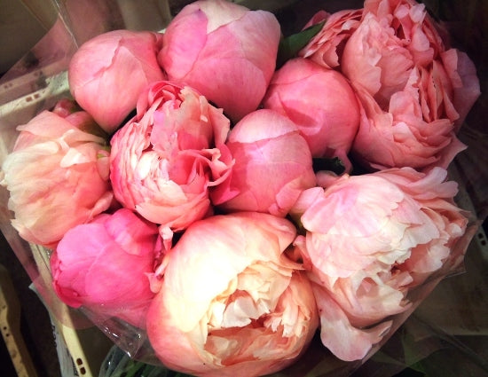 Rochester NY Florist| Favorite Friday | Coral peonies