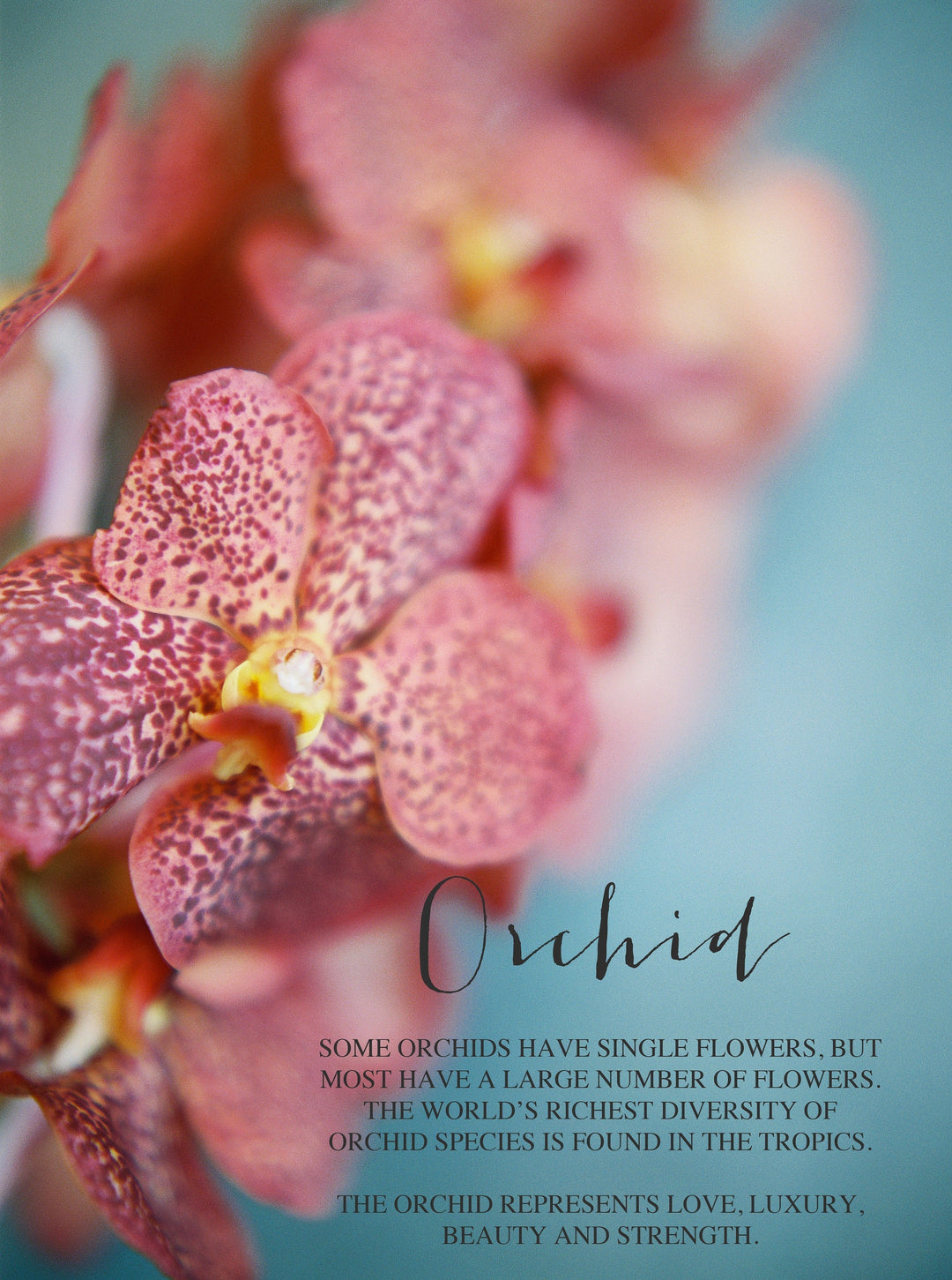 closeup of pink orchid 