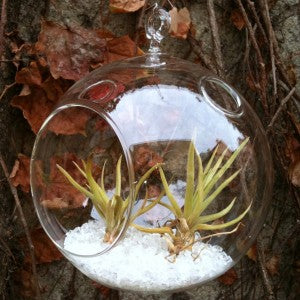 Air Plants