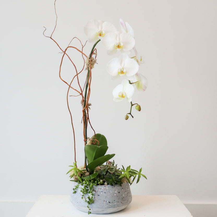 Orchids | Houseplant Spotlight