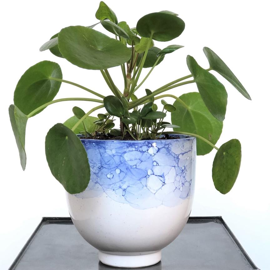 How's It Growing? | Houseplant Spotlight | Pilea Plant