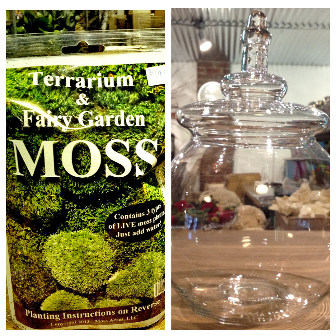 Rochester New York Florist | Natural Gift Ideas | Moss Terrarium